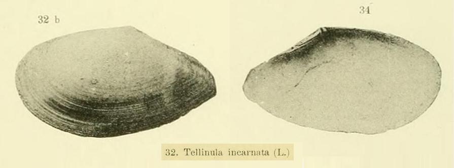 Tellina  incarnata (Linn, 1761)  Pliocene Astigiano